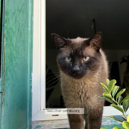 Photo 1/1 Berzingue Chat perdu à Saussines