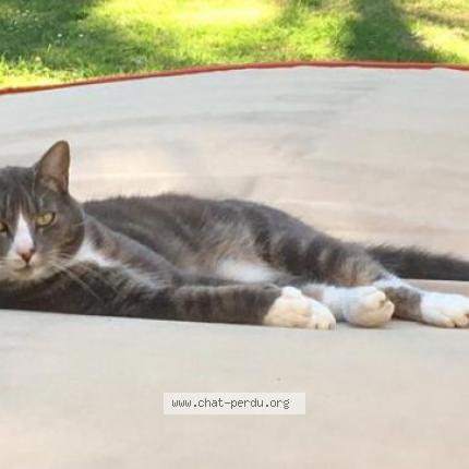 Photo 1/1 Socrate Chat perdu à Le plessis mace