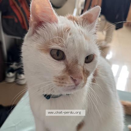 Photo de chat perdu à Paris