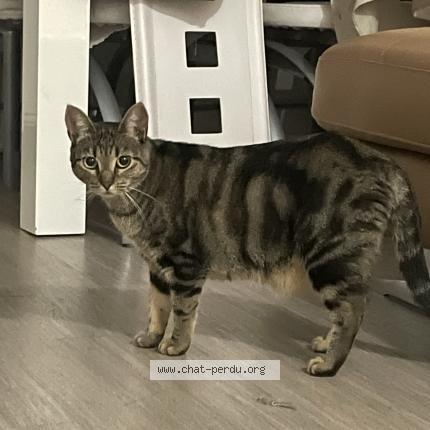 Photo 1/1 Rose Chat perdu à Draguignan