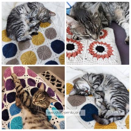 Photo 1/1 Pelotte Chat perdu à Gerstheim