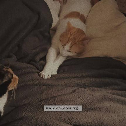 Photo 1/1 Roméo Chat perdu à Hirson