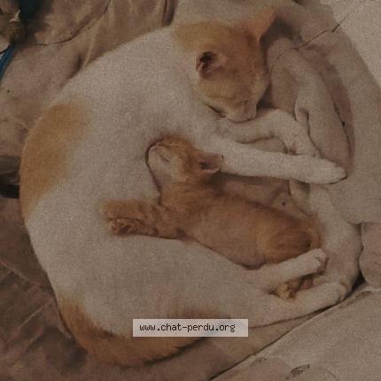 Photo 1/1 Maya Chat perdu à Hirson