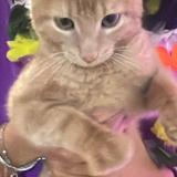 Photo de chat perdu à Rosny Sur Seine