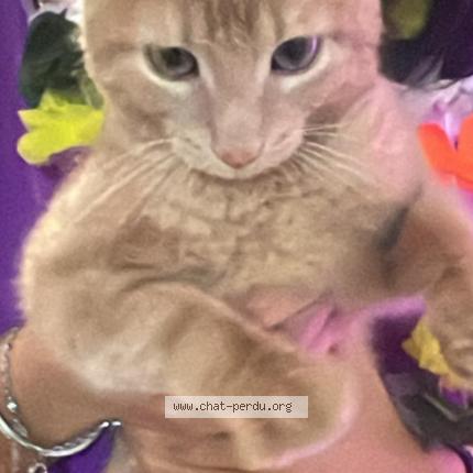 Photo 1/1 Chat retrouvé Perdu à Rosny sur seine