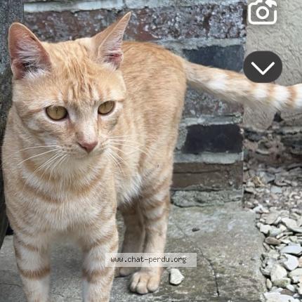 Photo de chat perdu à Chessy Les Pres
