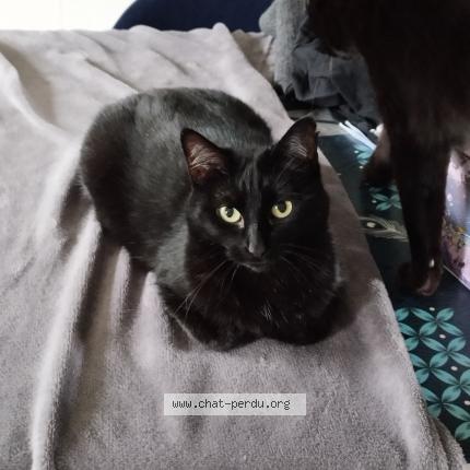Photo 1/1 Mimine Chat perdu à Chevry en sereine