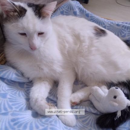 Photo de chat perdu à Alencon