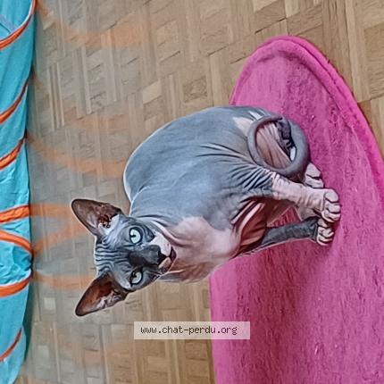 Photo 1/1 BEERUS Chat perdu à Merlebach