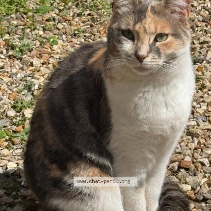 Photo 1/1 MISSAT Chat perdu à Bernay