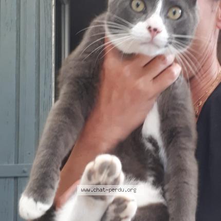 Photo 1/1 Asco Chat perdu à Aigueze