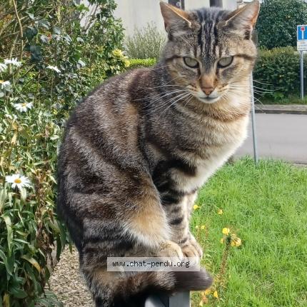 Photo 1/1 Cookie Chat perdu à Plouzane