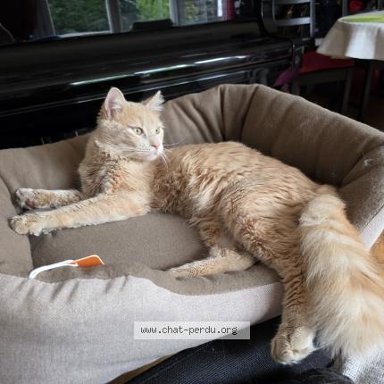 Photo de chat perdu à Alfortville