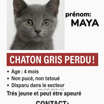 La première fois que j'ai perdu mon chat La première fois