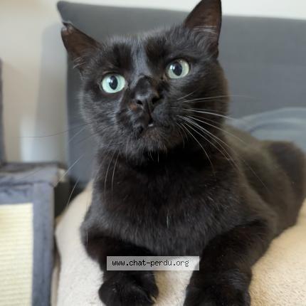 Photo 1/1 Omar Chat perdu à Sainte foy