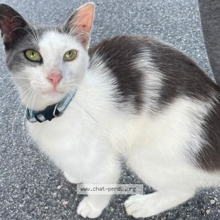 Photo de chat trouvé à Meslan