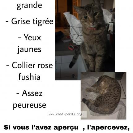 Photo 1/1 Mousse Chat perdu à Bessey