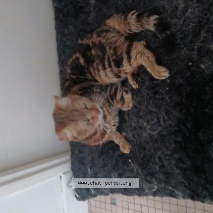 Photo de chat perdu à Pau