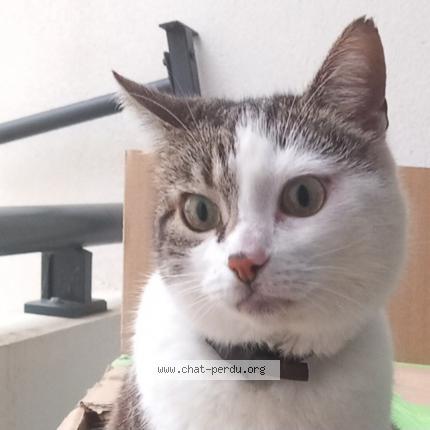 Photo 1/1 Didi Chat perdu à Begles