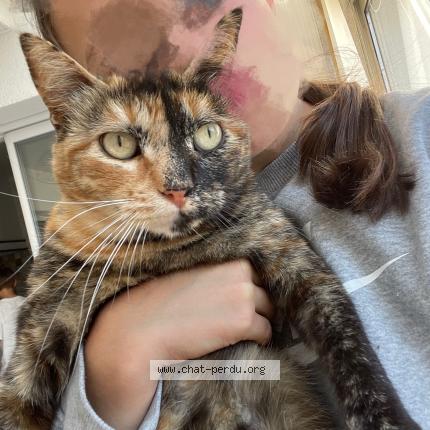 Photo de chat perdu à Les Sables D Olonne