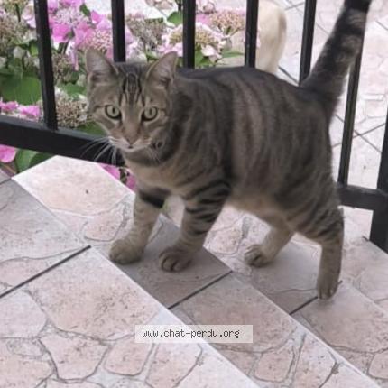 Photo de chat perdu à Saint Pathus