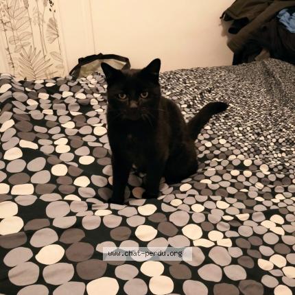 Photo 1/1 Belzebuth Chat perdu à Saint genouph