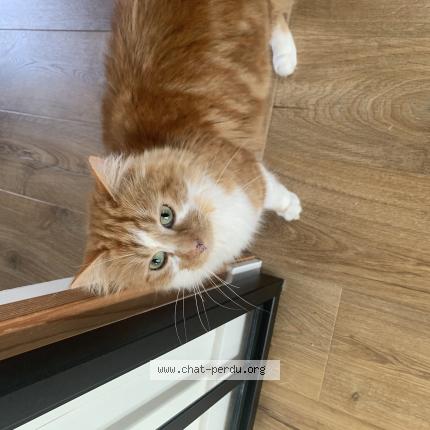 Photo de chat perdu à Plomelin