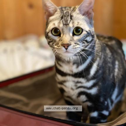Photo de chat perdu à Goult