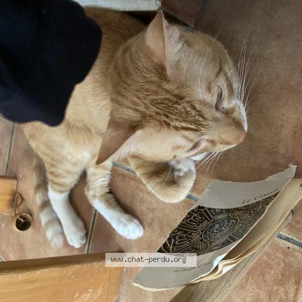 Photo 1/1 Hassan Chat perdu à Ensues la redonne