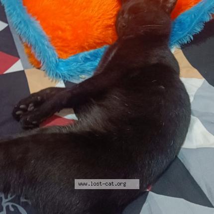 Photo 1/1 Chotu Chat perdu à Mysore