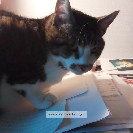 Photo 1/1 Pasquiet Sandrine Chat perdu à Saint jean de braye 45800
