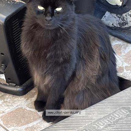 Photo de chat perdu à Labrit