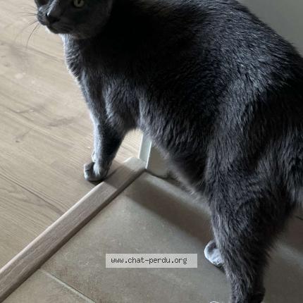 Photo 1/1 Tiger Chat perdu à Saint malo