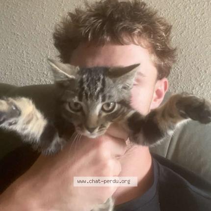 Photo 1/1 Luv Chat perdu à Ussel