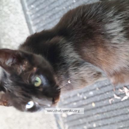 Photo 1/1 Chat retrouvé Trouvé à Puilboreau