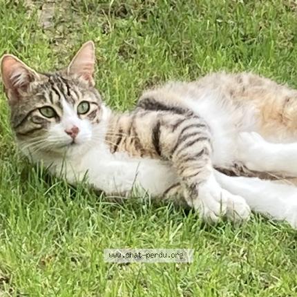 Photo de chat perdu à Saint Georges Des Groseilliers