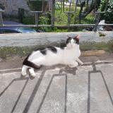 Photo de chat perdu à Chamboulive