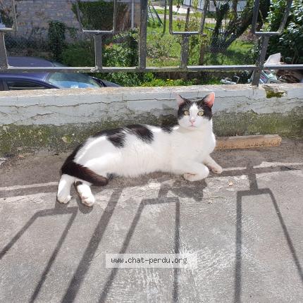Photo 1/1 Chat retrouvé Perdu à Chamboulive