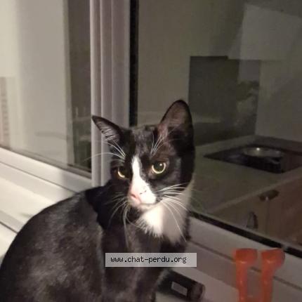 Photo 1/1 Chat retrouvé Perdu à Saint Jean De Luz