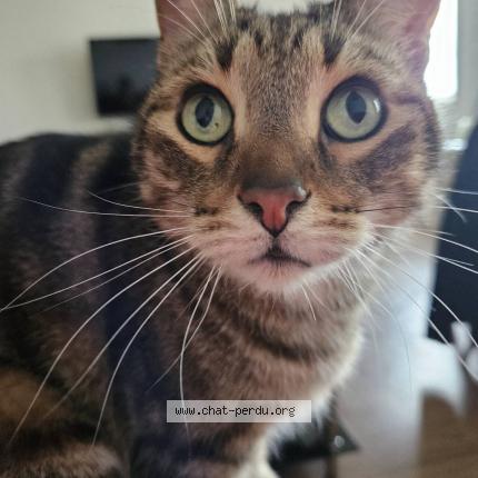Photo de chat perdu à Linselles