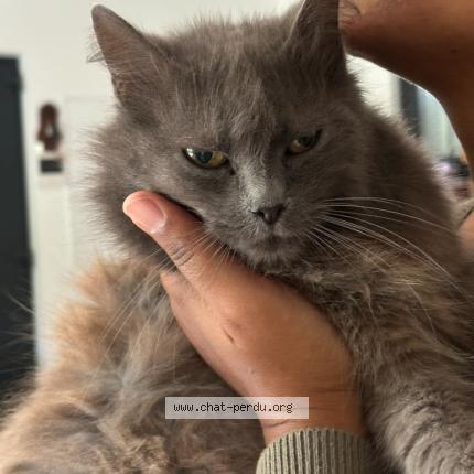 Photo 1/1 Jacinthe Chat perdu à Figanieres