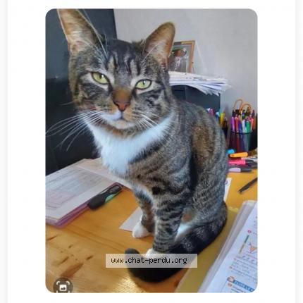 Photo de chat perdu à Coudekerque Branche
