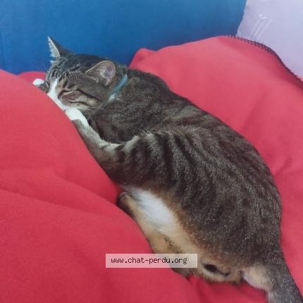 Photo 1/1 Chat retrouvé Perdu à Paris