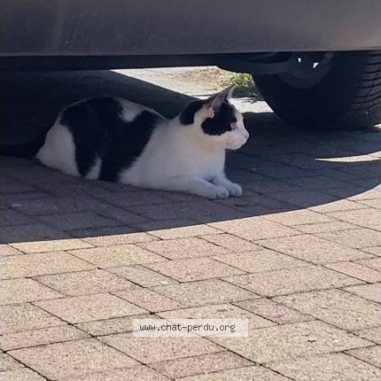 Photo 1/1 Spyke Chat perdu à Dinsheim sur bruche