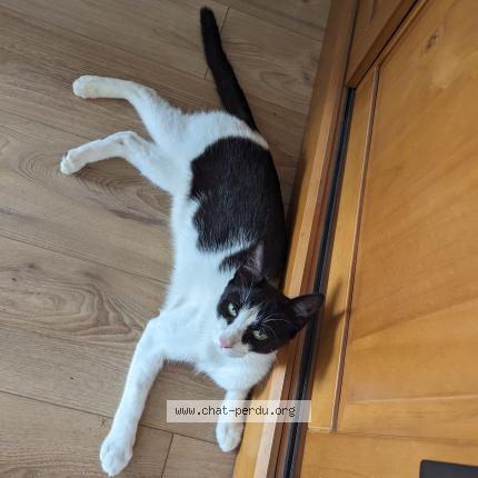 Photo 1/1 Chat retrouvé Perdu à Bonsecours