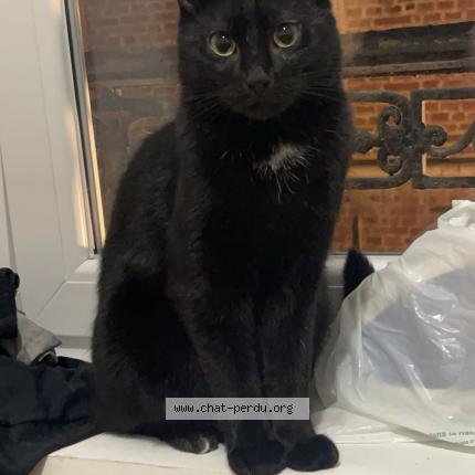 Photo de chat perdu à Douai