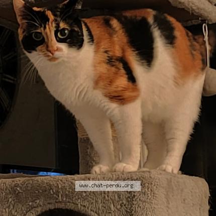 Photo 1/1 Twiny Chat perdu à Agen