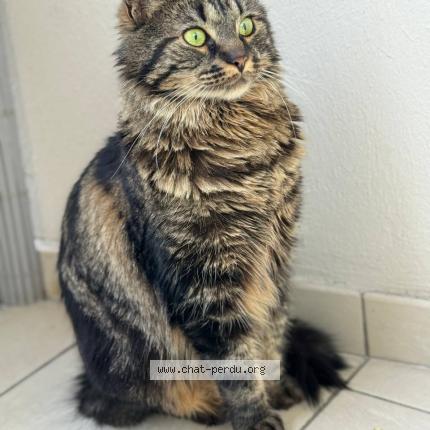Photo de chat perdu à Boulogne Billancourt