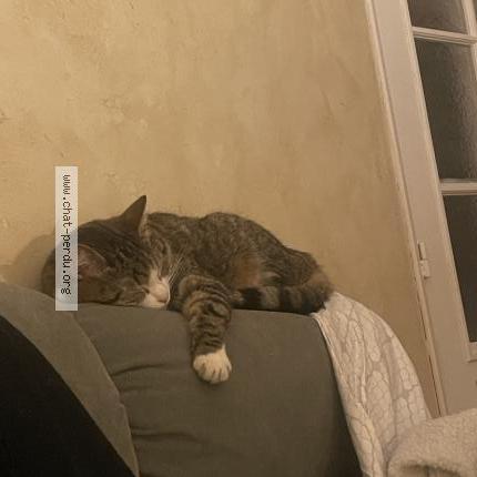 Photo 1/2 Elliott Chat perdu à Montigny le bretonneux