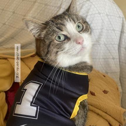 Photo 2/2 Elliott Chat perdu à Montigny le bretonneux